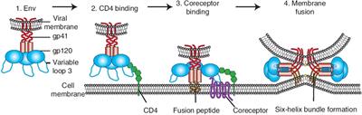 The extracellular vesicles in HIV infection and progression: mechanisms, and theranostic implications